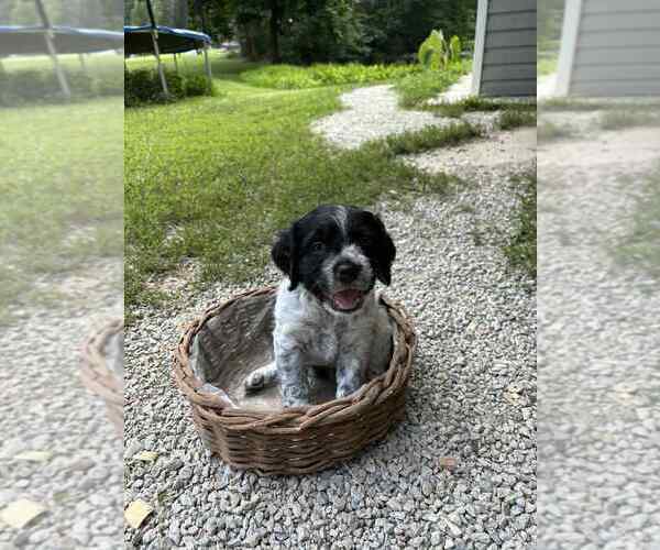 Medium Photo #3 Brittany Puppy For Sale in BATESVILLE, IN, USA