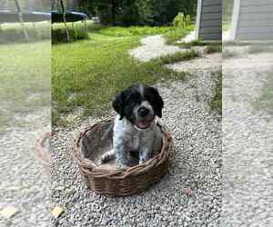Medium Brittany