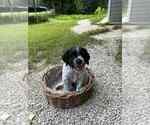 Puppy Mort Brittany