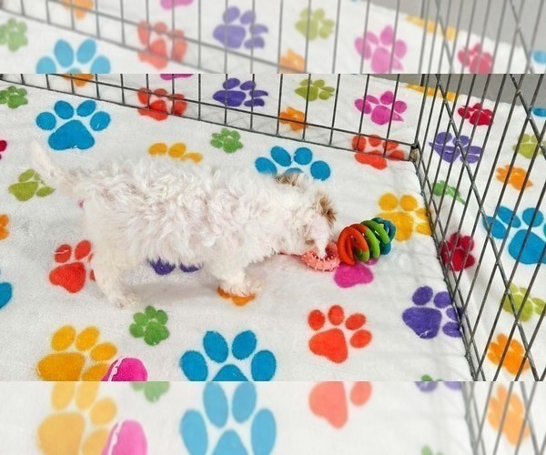 Medium Photo #6 Cavapoo (Miniature)-Poodle (Toy) Mix Puppy For Sale in ORO VALLEY, AZ, USA
