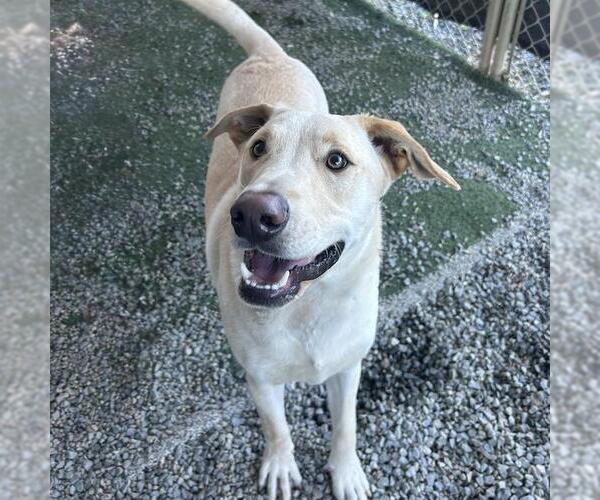 Medium Photo #4 Labrador Retriever-Unknown Mix Puppy For Sale in San Diego, CA, USA