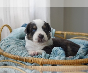 Australian Shepherd Puppy for sale in GROVETOWN, GA, USA