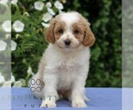 Small #2 Cavapoo