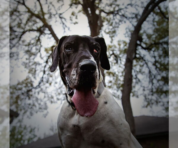 Medium Photo #6 Great Dane Puppy For Sale in Bullard, TX, USA