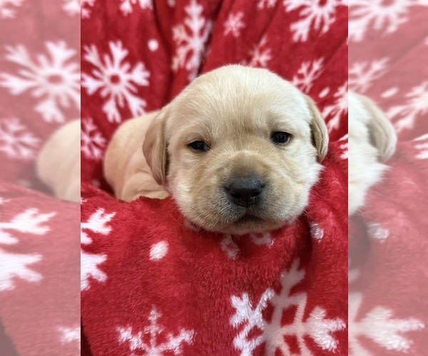 Medium Photo #7 Labrador Retriever Puppy For Sale in LELAND, NC, USA