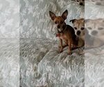 Small Photo #16 Chihuahua Puppy For Sale in Bellmawr, NJ, USA