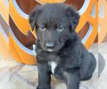 Small #1 Labrador Retriever Mix