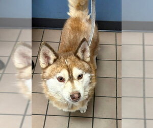 Alaskan Klee Kai Dogs for adoption in Burbank, CA, USA