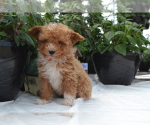 Cavapoo (Miniature)-Poodle (Toy) Mix Litter for sale in GREENWOOD, WI, USA