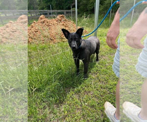 Medium Photo #4 German Shepherd Dog-Unknown Mix Puppy For Sale in Brewster, NY, USA