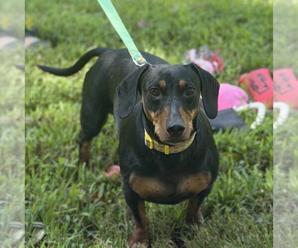 Medium Photo #1 Dachshund Puppy For Sale in Yardley, PA, USA