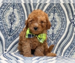 Cavapoo-Poodle (Miniature) Mix Puppy for sale in LAKELAND, FL, USA