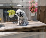 Small #4 Dalmatian