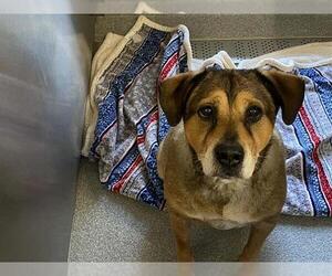 Chow Chow-German Shepherd Dog Mix Dogs for adoption in Orange, CA, USA