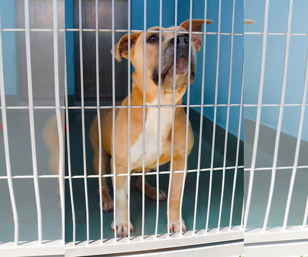 Medium Photo #1 Mutt Puppy For Sale in Pasadena, CA, USA