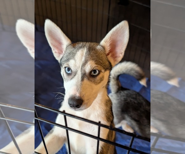 Medium Photo #3 Siberian Husky-Unknown Mix Puppy For Sale in Holly Springs, NC, USA