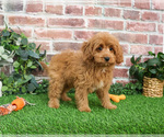 Small Photo #8 Cavapoo (Miniature) Puppy For Sale in SYRACUSE, IN, USA