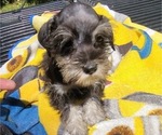 Small Photo #3 Schnauzer (Miniature) Puppy For Sale in BRYANT, AL, USA