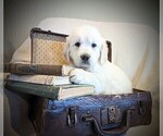 Small Photo #2 Golden Retriever Puppy For Sale in GREENCASTLE, PA, USA