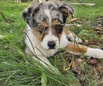 Small Photo #5 Australian Shepherd Puppy For Sale in MABEL, MN, USA