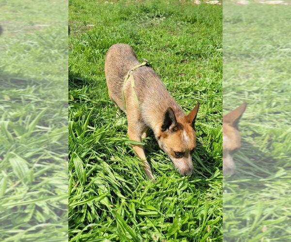 Medium Photo #2 Mutt Puppy For Sale in Garden City, NY, USA