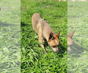 Tubby - Male Mutt Dog for Adoption - Photo #2