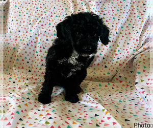 Cocker Spaniel-Poodle (Miniature) Mix Puppy for sale in AMSTERDAM, MO, USA