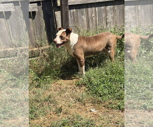 Rosco - Male Mutt Dog for Adoption - Photo #4