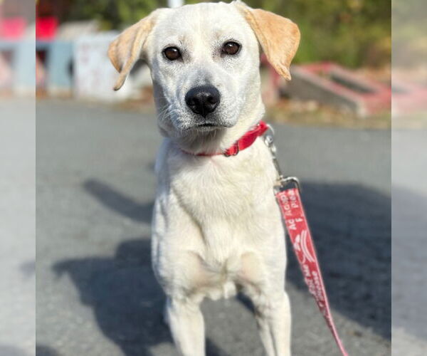Medium Photo #2 Labrador Retriever-Unknown Mix Puppy For Sale in Canton, CT, USA