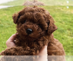 Poodle (Toy) Puppy for sale in CORONA, CA, USA