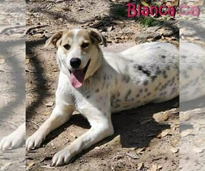 Mutt Dogs for adoption in Unionville, PA, USA