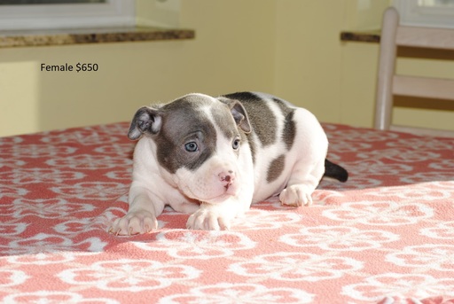 Medium Photo #1 American Pit Bull Terrier Puppy For Sale in PLEASANT GROVE, UT, USA