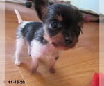 Small Photo #19 Italian Greyhuahua Puppy For Sale in Apple Valley, CA, USA