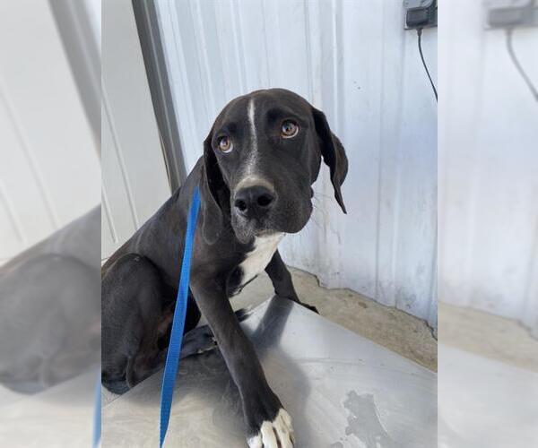 Medium Photo #1 Plott Hound Puppy For Sale in Bakersfield, CA, USA