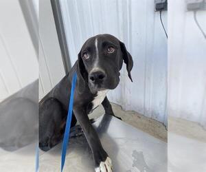 Plott Hound Dogs for adoption in Bakersfield, CA, USA
