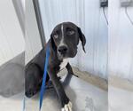 Small Plott Hound