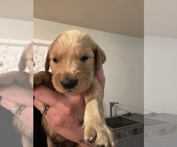 Medium Photo #2 Golden Retriever Puppy For Sale in SUMMERVILLE, SC, USA