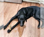 Small #1 Doberman Pinscher-Weimaraner Mix