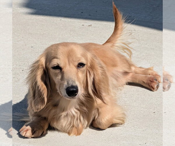 Medium Photo #3 Dachshund Puppy For Sale in Shelbyville, TN, USA
