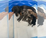 Small Photo #29 Dachshund Puppy For Sale in HONDO, TX, USA