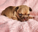 Small #6 French Bulldog