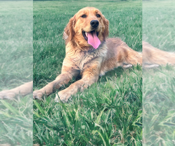 Medium Photo #1 Goldendoodle (Miniature) Puppy For Sale in CHULA VISTA, CA, USA