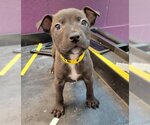 Small Photo #2 American Pit Bull Terrier-Unknown Mix Puppy For Sale in Houston, TX, USA