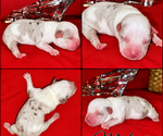 Puppy Puppy 2 American Bully