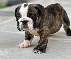 Medium English Bulldog