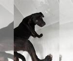 Small Black Mouth Cur