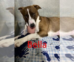 American Pit Bull Terrier-Border Collie Mix Dogs for adoption in Fort Benton, MT, USA