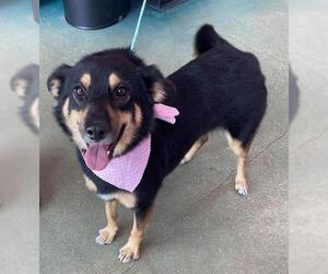 Australian Shepherd Dogs for adoption in San Antonio, TX, USA