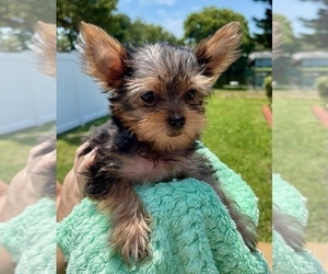 Yorkshire Terrier Puppy for Sale in MADEIRA BEACH, Florida USA
