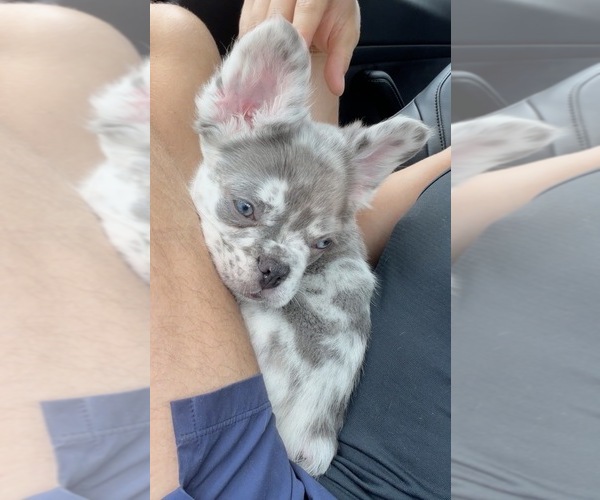 Medium Photo #1 French Bulldog Puppy For Sale in MIAMI, FL, USA